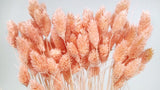 Phalaris getrocknet - 1 Bund - Peach nectar