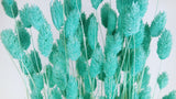 Phalaris séchés - 1 botte - Bleu turquoise