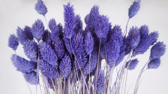 Phalaris séchés - 1 botte - Violet