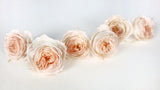 Roses anglaises stabilisées Elena Earth Matters - 6 têtes - White peach 370