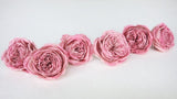 Roses anglaises stabilisées Elena Earth Matters - 6 têtes - Opera mauve 190