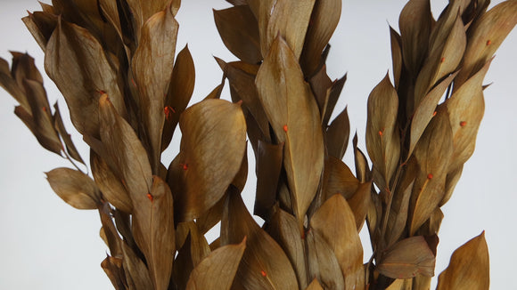 Ruscus Garden stabilisé - 1 botte - Marron