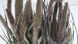 Dried Setarea - 1 bunch - Natural colour red