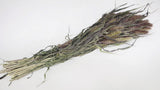 Dried Setarea - 1 bunch - Natural colour red