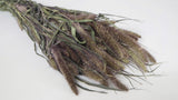 Dried Setarea - 1 bunch - Natural colour red