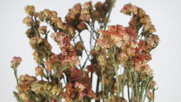 Statices séchées - 1 botte - Couleur naturelle saumon