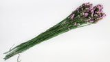 Statice preserved - 1 bunch  - Natural colour light pink