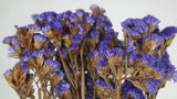 Statices stabilisées - 1 botte - Violet foncé