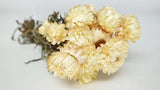 Strohblumen Granvia - 1 Bund - Naturfarbe creme