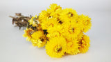 Strohblumen Granvia - 1 Bund - Naturfarbe gelb
