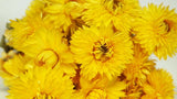 Strohblumen Granvia - 1 Bund - Naturfarbe gelb