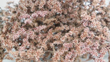 Tataren - 1 Strauß - Rosa