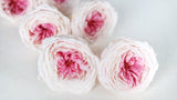 Roses anglaises stabilisées Temari Earth Matters - 8 têtes - Champagne pink 021