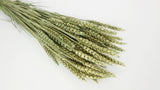 Dried wheat - 1 bunch - Olive gold