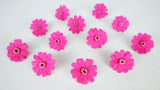 Zinnia stabilisé Earth Matters - 12 têtes - Esprit pink 162