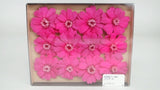 Zinnia stabilisé Earth Matters - 12 têtes - Esprit pink 162