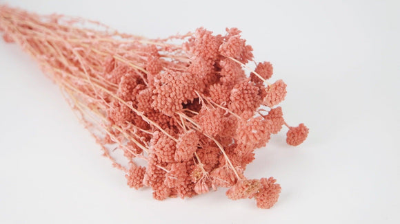 Dried achillea Silvestre - 1 bunch - Old pink