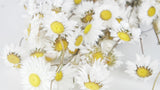 Acroclinium - 1 botte - Couleur naturelle blanc