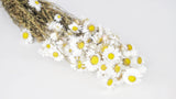 Acroclinium - 1 botte - Couleur naturelle blanc