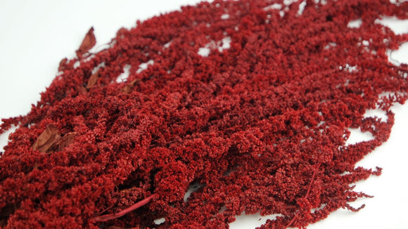 Preserved amaranthus - 1 bunch - Red