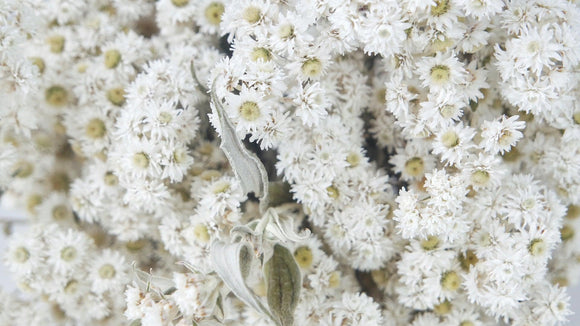 Edelweiss Anaphalis séchée - 1 botte - Couleur naturelle blanc
