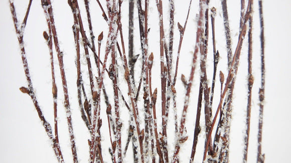 Birch twigs dried - 1 bunch - Snow