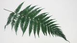 Brilliant fern preserved Premium - 9 stems - Green