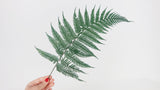 Brilliant fern preserved Premium - 9 stems - Green