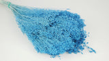 Broom Bloom séché - 1 botte - Bleu azur