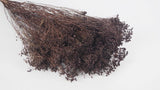 Broom Bloom getrocknet - 1 Strauß - Deep brown - Si-nature