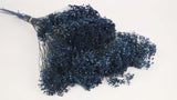 Broom Bloom séché - 1 botte - Bleu navy