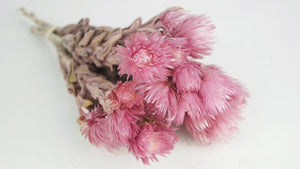 Capblumen séchées - 1 bouquet - Rose vintage
