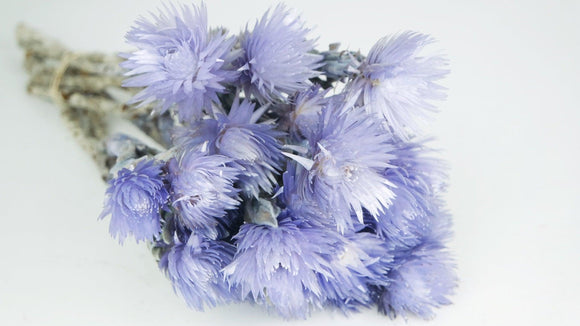 Capblumen séchées - 1 bouquet - Violet