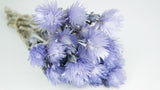 Capblumen getrocknet - 1 Strauß - Violett - Si-nature