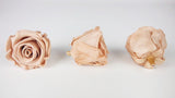 Stabilisierte Rosen Kiara 5 cm - 8 Stück - Nude - Si-nature