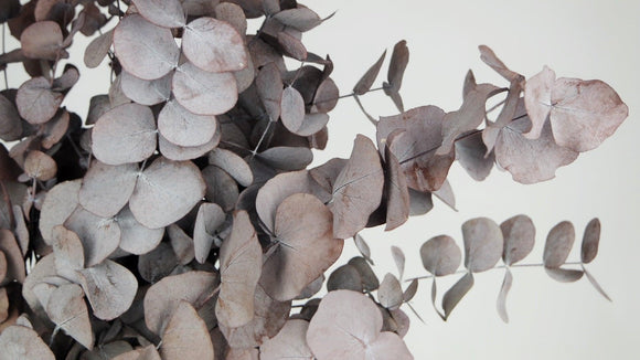 Konservierter Eukalyptus Cinerea - 1 Bund - Rot - Si-nature