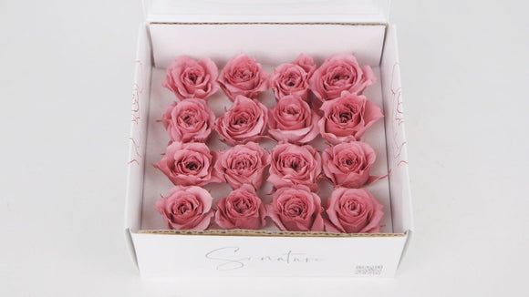 Preserved roses 1 cm - 16 heads - Dusty pink