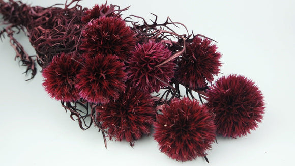 Echinops stabilisé - 1 bouquet - Berry