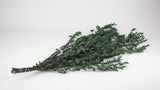 Konservierter Eukalyptus Parvifolia - 1 Bund - Grün - Si-nature