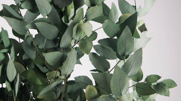 Eucalyptus Stuartiana stabilisé - 1 botte - Vert