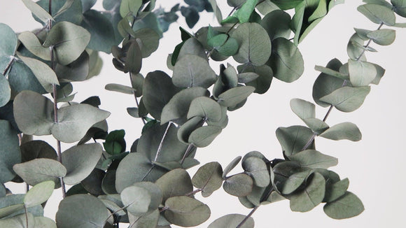 Preserved eucalyptus Cinerea - 1 bunch - Green