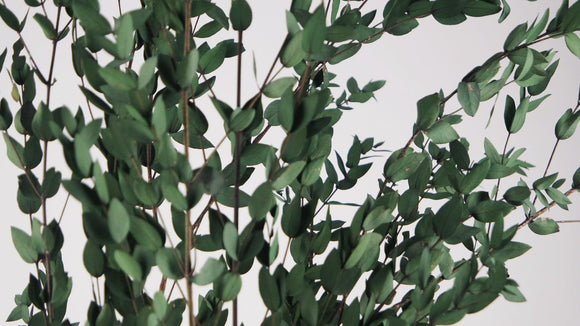 Konservierter Eukalyptus Parvifolia - 1 Bund - Grün - Si-nature