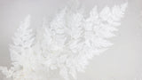 Farn Schneeflocke konserviert - 10 Stiele - Weiß - Si-nature