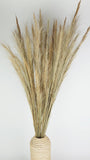 Foxtail Grass getrocknet - 1 Strauß - Naturfarbe - Si-nature