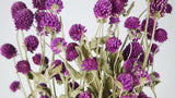 Gomphrena - 1 botte - Couleur naturelle violet