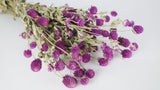 Gomphrena - 1 botte - Couleur naturelle violet