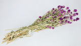 Gomphrena - 1 botte - Couleur naturelle violet