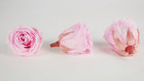 Roses stabilisées 5,5 cm - 4 têtes - Rose clair