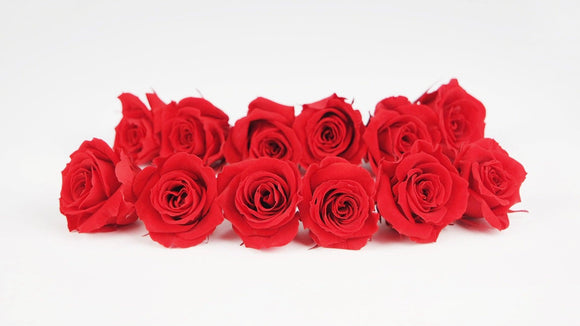 Preserved roses 4 cm - 12 rose heads - Light red
