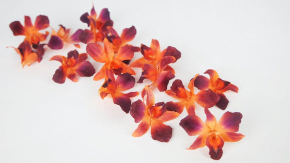 Orchidée Dendrobium séchée Earth Matters - 15 têtes - Tropical orange 370